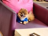 Teacup Erkek 1 Kg İzmir Efsane Pomeranian