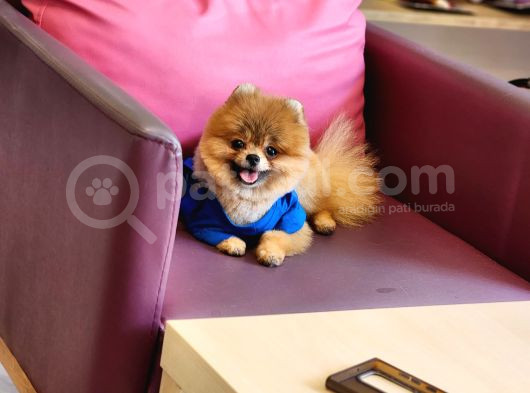 Teacup Erkek 1 Kg İzmir Efsane Pomeranian görsel