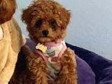 Kıpkırmızı Red Tooy Poodle Sevimli Yavrular 