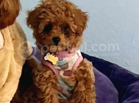 Kıpkırmızı Red Tooy Poodle Sevimli Yavrular  görsel