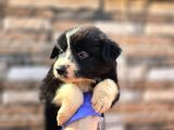 Bordercollie Yavrular
