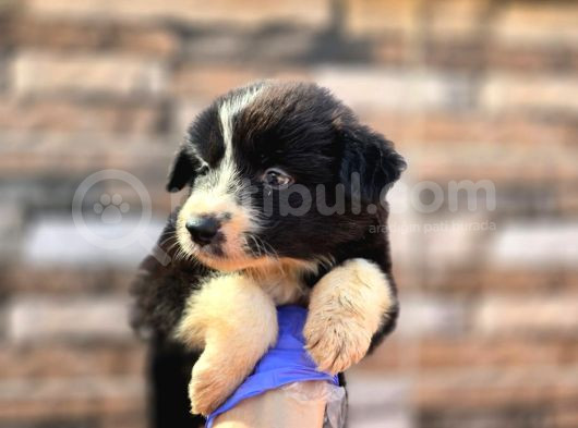 Bordercollie Yavrular görsel
