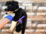BorderCollie yavrular