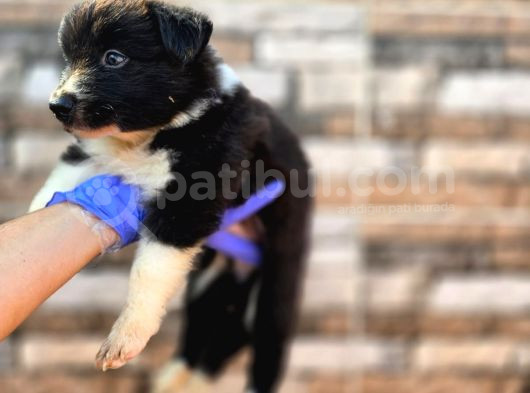 Bordercollie Yavrular
