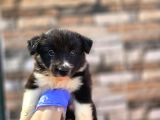 Bordercollie Yavrular
