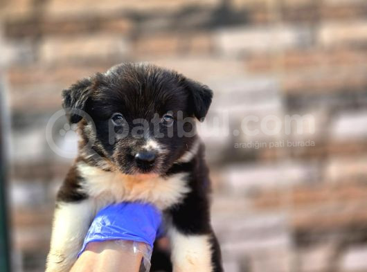 Bordercollie Yavrular görsel