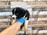 Bordercollie Yavrular