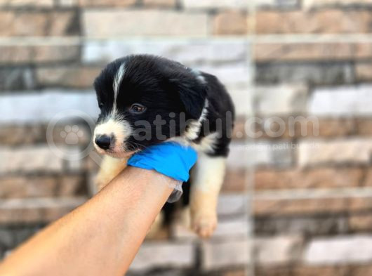 Bordercollie Yavrular görsel