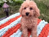 Sevimli Toy Poodle Yavruları