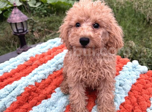 Sevimli Toy Poodle Yavruları görsel