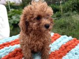 Sevimli Toy Poodle Yavruları