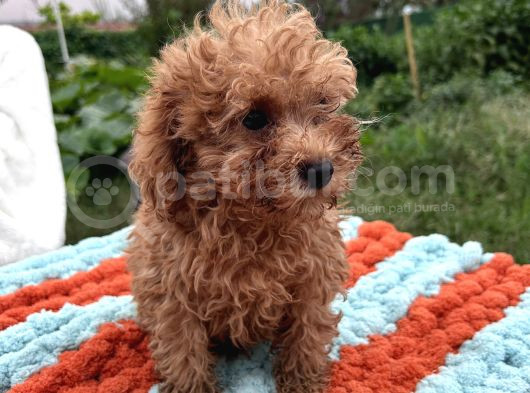 Sevimli Toy Poodle Yavruları görsel