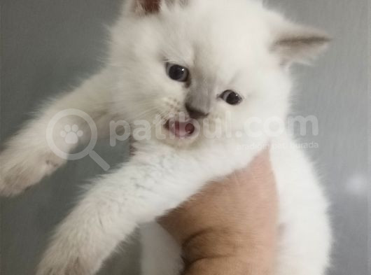 Safkan Oyuncu Bebekler görsel