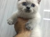 Safkan Oyuncu Bebekler