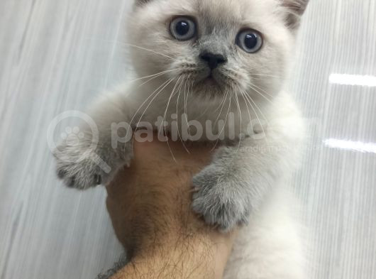 Safkan Oyuncu Bebekler görsel