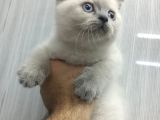 Safkan oyuncu bebekler