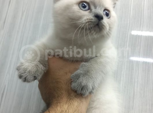 Safkan Oyuncu Bebekler