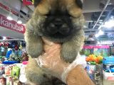 SÜPER CHOW CHOW YVARULARI VONALP GARANTSİSİYLE