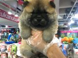 Süper Chow Chow Yvarulari Vonalp Garantsi̇si̇yle