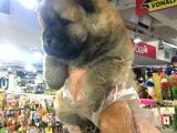 Süper Chow Chow Yvarulari Vonalp Garantsi̇si̇yle