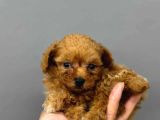 Tooy Poodle Cinsi Kıpkırmızı Red Mini Boy 