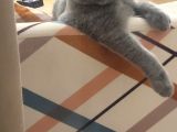 Toffy Yuva Arıyor