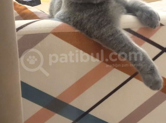 Toffy Yuva Arıyor görsel