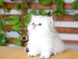 MUNCHKIN CUCE KEDI