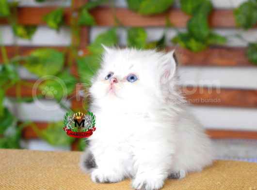 Munchkin Cuce Kedi
