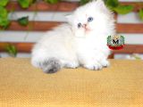 Munchkin Cuce Kedi