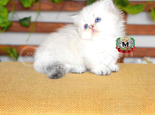 Munchkin Cuce Kedi görsel