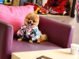 Teacup erkek 1 kg İzmir Efsane Pomeranian