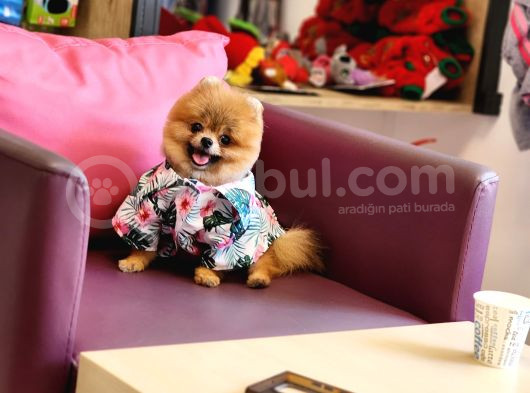 Teacup Erkek 1 Kg İzmir Efsane Pomeranian