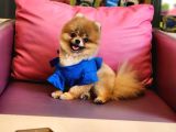 Teacup Erkek 1 Kg İzmir Efsane Pomeranian