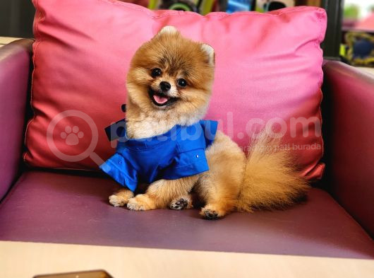 Teacup Erkek 1 Kg İzmir Efsane Pomeranian görsel