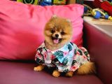 Teacup Erkek 1 Kg İzmir Efsane Pomeranian