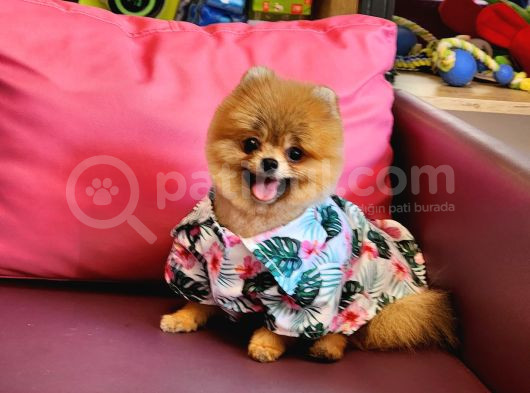 Teacup Erkek 1 Kg İzmir Efsane Pomeranian görsel
