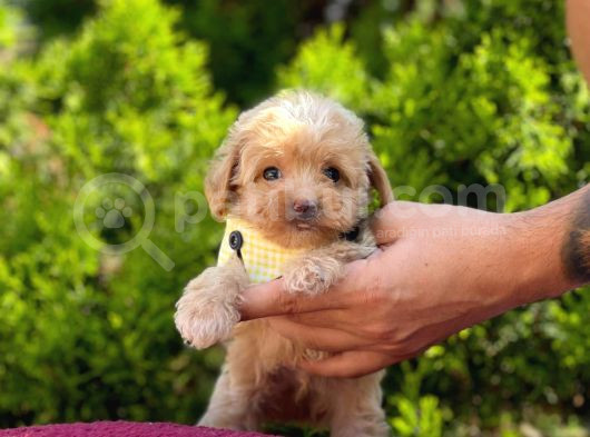 Teacup Maltipo Yavrularım görsel