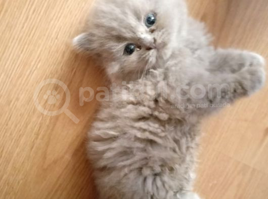 British Shorthair  görsel