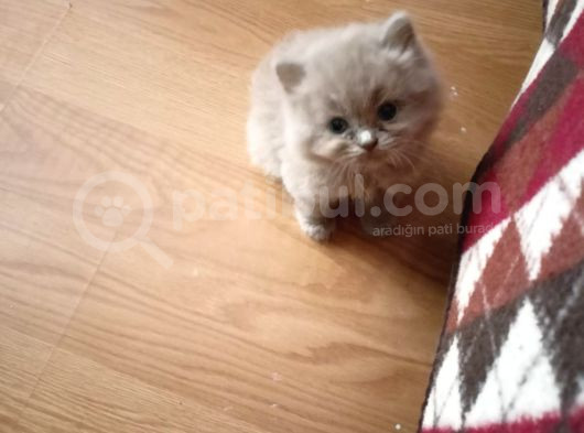 British Shorthair  görsel