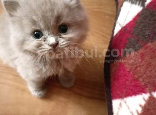 British Shorthair  görsel
