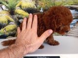 Çok Tatlı Dişi Toy Poodle Yavrusu