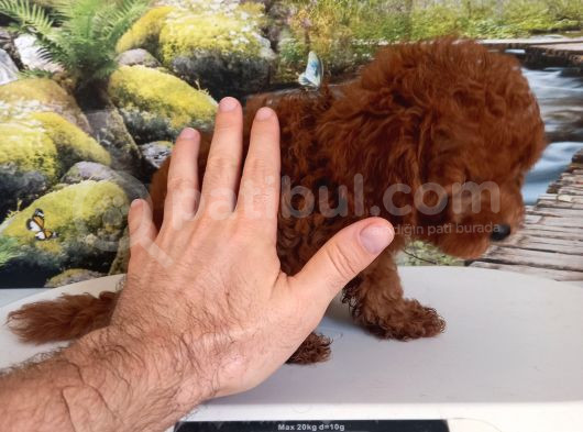 Çok Tatlı Dişi Toy Poodle Yavrusu görsel