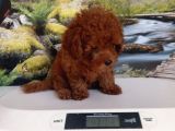 Çok Tatlı Dişi Toy Poodle Yavrusu