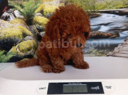 Çok Tatlı Dişi Toy Poodle Yavrusu görsel