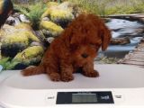 Çok Tatlı Dişi toy poodle yavrusu