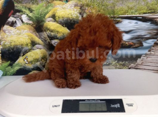 Çok Tatlı Dişi Toy Poodle Yavrusu