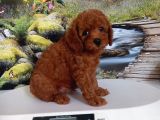 Çok Tatlı Erkek Toy Poodle Yavrusu