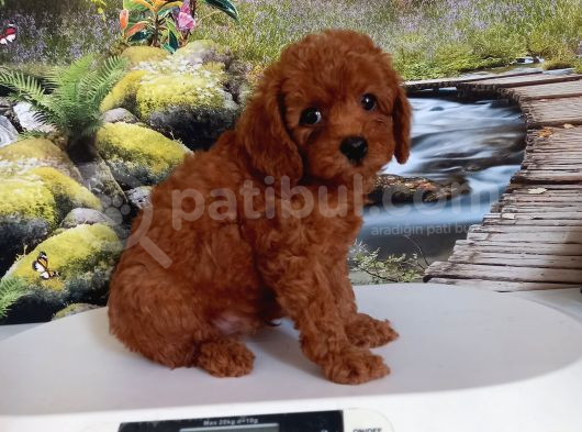 Çok Tatlı Erkek Toy Poodle Yavrusu görsel