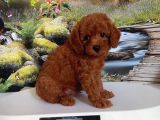 Çok Tatlı Erkek Toy Poodle Yavrusu